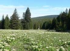 Designated as a Research Natural Area, Onion Parks sits at the headwaters of Tenderfoot Creek in the Little Belt mountains.