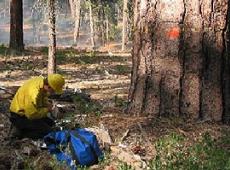 Collecting fuel samples to determine moisture content at the base of a Jeffrey pine tree immediately before the prescribed burn.
