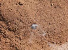 Smoldering ignition from a hot bullet fragment as first detected in peat moss. Smoldering spot is approximately 1 cm (0.4 inches) in diameter.