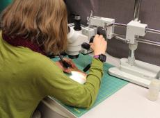 Examining tree cores with a microscope