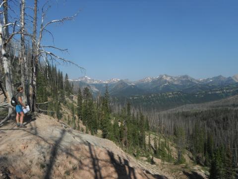 Looking over an old burn, Madison Range, MT