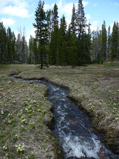 Spring photo of Upper Sun Creek.