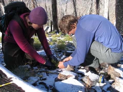 Inspecting a whitebark seedling in early morning snow.