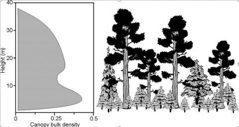 A canopy fuel profile of a forest stand