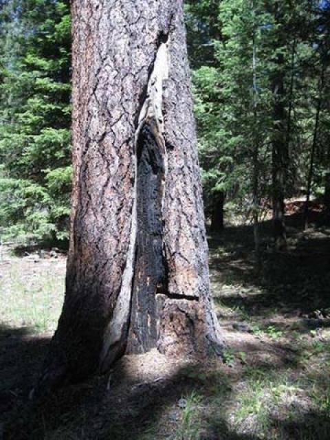 Living ponderosa pine tree from which a fire-scarred partial cross section was removed in 1994.  The partial cross section can be seen on the right-hand side of the bole.