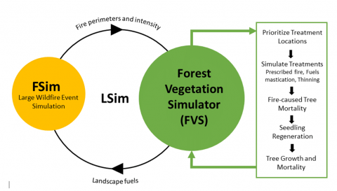 Diagram showing the major components of the LSim model: large fire event simulator (FSim) coupled with the Forest Vegetation Simulator (FVS). Fire effects are calculated using the Fire and Fuels Extension to FVS (FFE) using fire behavior (flame length) calculated by FSim.