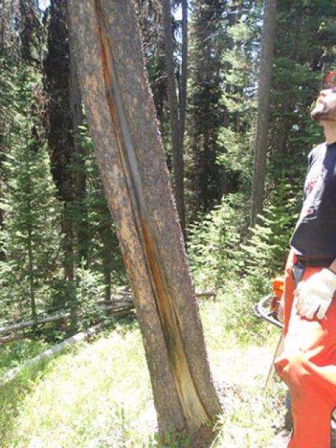 Assessing a fire-scarred lodgepole pine tree