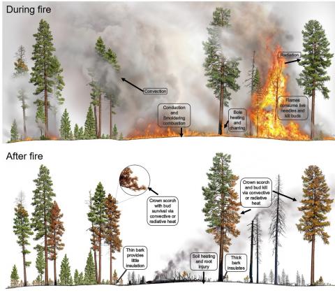Heat transfer process involved in tree mortality.