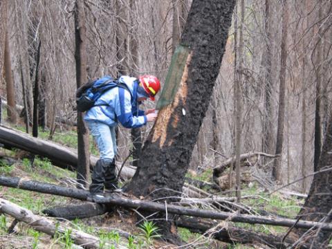 Collecting emerging Douglas-fir bark beetles from a tree that burned in the Moose Fire.