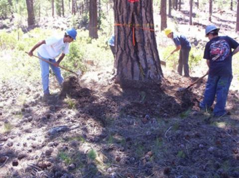 Crews raked duff and litter from the base of a ponderosa pine to reduce heating around the tree during the prescribed burn.