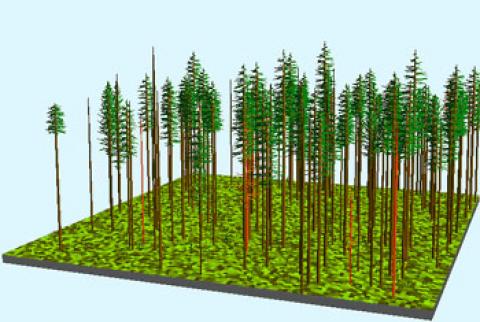Computerized visualization of forest stand structure after surface fires.