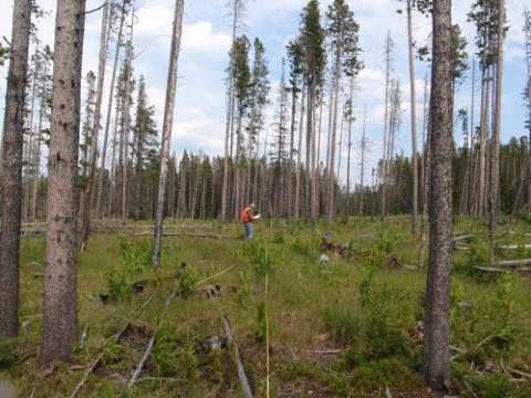 Estimating fuel loading at the Tenderfoot Creek Experimental Forest, MT.
