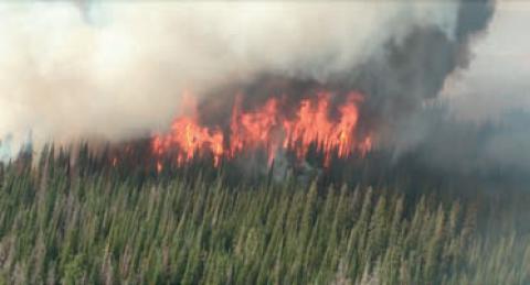 Crownfire burning in beetle-killed timber of the Salt Fire, Sept 2011. Photo credit: National Incident Management Team (NIMO).