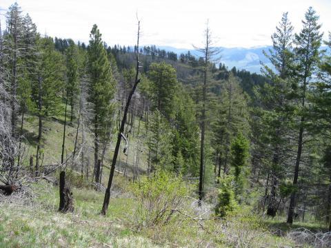 Approximately 10 years after a wildfire in western Montana.