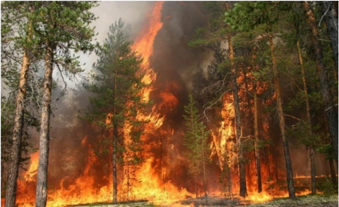 Crown fire in a scots pine stand within the Chernobyl exclusion zone during a wildland fire in August 2015. Radionuclide emissions from this and other recent fires have been detected thousands of miles from Chernobyl.