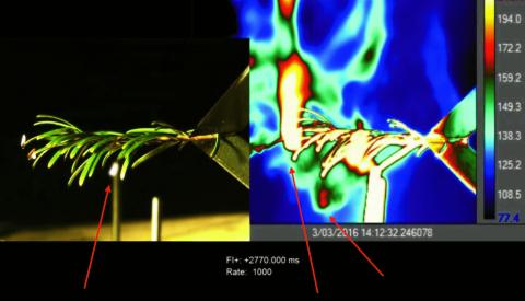Side-by-side images of grand fir needles taken with high-speed visual and infrared cameras.  The branches are instantaneously heated by 800°C (1500°F) air, similar to the heating experienced during a fire.  The photographs show dramatic jetting of hot gases (red arrows), some of which are flammable.