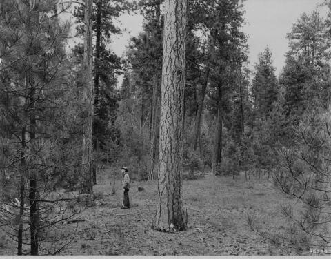1948: The reserve trees grew quite well for 40 years, especially during the first decade after logging and during a period of high rainfall about 30 years later. Some trees were blown down shortly after logging, but few others died. Young ponderosa pine and Douglas-fir became established. These young trees grew about one inch in diameter every three to four years.