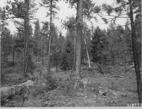 1968: In 1962, some large trees were cut and patches of smaller trees were thinned. The most striking result captured in these photos is the proliferation of ponderosa pine seedlings. Ponderosa pine seedlings originate sporadically, in years after the trees produce abundant cones. They grow well in open spaces and on bare soil.