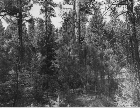 1979: Lots of young Douglas-fir seedlings are growing among the pines. Douglas-fir tolerates shade and dense forest conditions better than pine, so its seedlings can grow even when the site is partly occupied by taller trees and is quite shady.