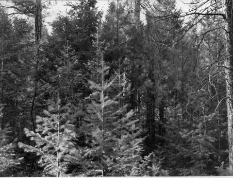 1989: Ponderosa pine and Douglas-fir seedlings have developed into a dense understory. Tree branches are almost continuous from the ground into the tops of the tallest trees, so wildfires are not likely to stay in the grass and shrubs on the forest floor. Instead, they are likely to burn up into the tree crowns by way of the “ladder fuels” provided by saplings and young trees. Eighty years ago, wildfires changed the forest very little. Now they are likely to kill even the oldest, tallest trees on the site.