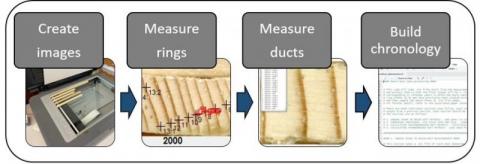 General workflow used to measure and quantify resin ducts in pine species.