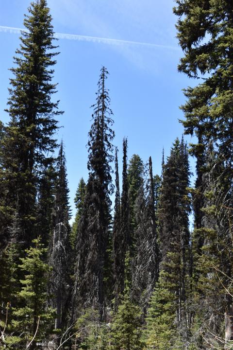 Subalpine fir forest heavily impacted by balsam woolly adelgid