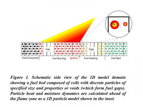Schematic side view of the 1D model domain with a fuel bed having discrete particles of specified sizes.