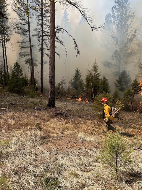 Spring prescribed burn to reduce tree density and fuel loading to mitigate fire hazards.